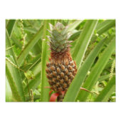 Wilde ananas tropische vruchten in Natuur Foto Afdruk (Voorkant)