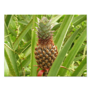 Wilde ananas tropische vruchten in Natuur Foto Afdruk
