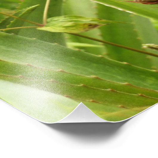 Wilde ananas tropische vruchten in Natuur Foto Afdruk (Hoek)