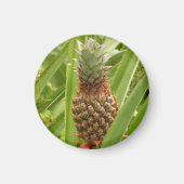 Wilde ananas tropische vruchten in Natuur Magneet (Voorkant)