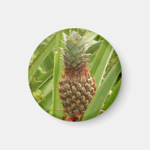 Wilde ananas tropische vruchten in Natuur Magneet