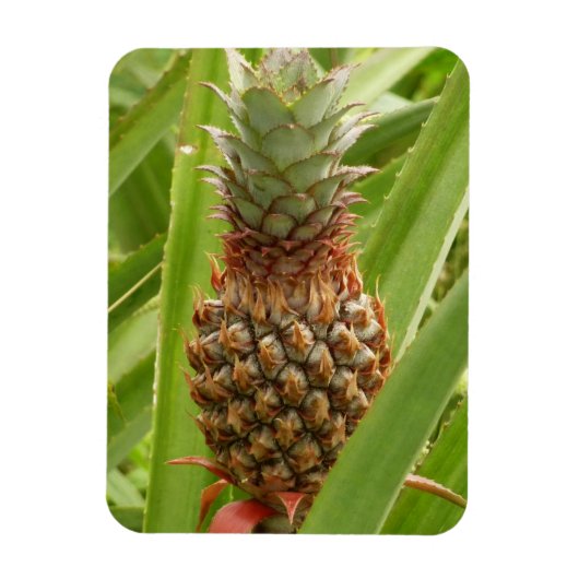 Wilde ananas tropische vruchten in Natuur Magneet (Verticaal)