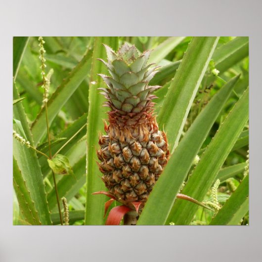 Wilde ananas tropische vruchten in Natuur Poster (Voorkant)