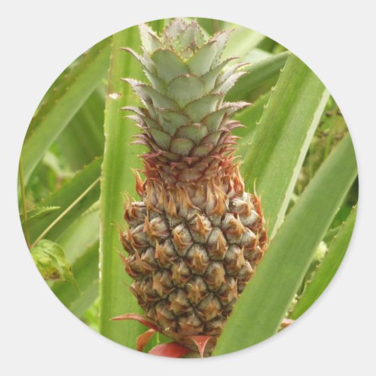 Wilde ananas tropische vruchten in Natuur Ronde Sticker (Voorkant)