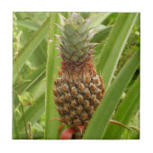Wilde ananas tropische vruchten in Natuur Tegeltje (Voorkant)