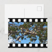Wilde Australian Cockatoos in Gum Trees Briefkaart (Voorkant / Achterkant)