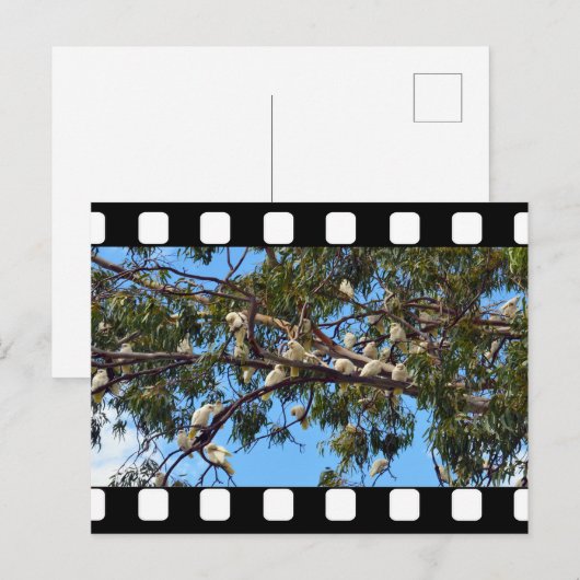 Wilde Australian Cockatoos in Gum Trees Briefkaart (Voorkant / Achterkant)