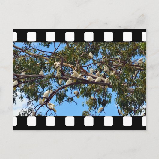 Wilde Australian Cockatoos in Gum Trees Briefkaart (Voorkant)