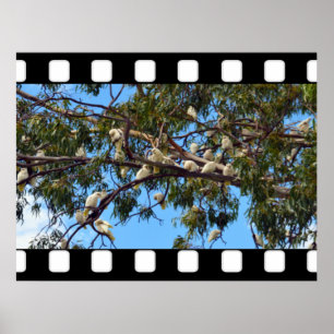 Wilde Australian Cockatoos in Gum Trees Poster