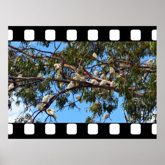 Wilde Australian Cockatoos in Gum Trees Poster (Voorkant)
