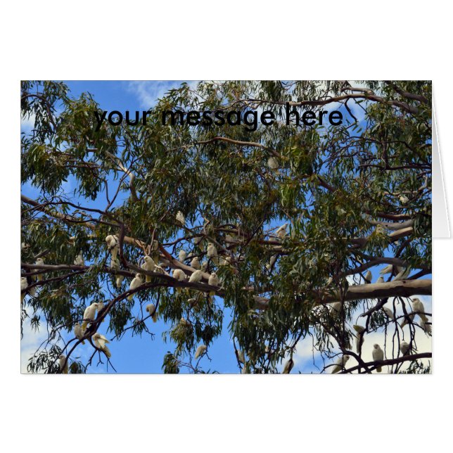 Wilde Australian White Cockatoos (Voorkant Horizontaal)