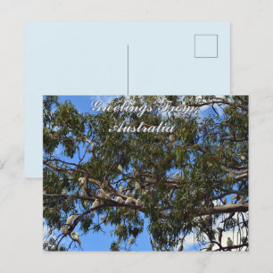 Wilde Australische Kaketoes, Groet Ansichtkaart Briefkaart