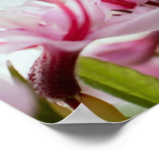 wilde azalea poster (Hoek)