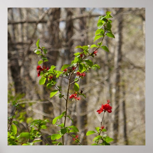 Wilde Azaleaboom in Smoky Mountains Poster (Voorkant)