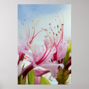 wilde azalea's poster