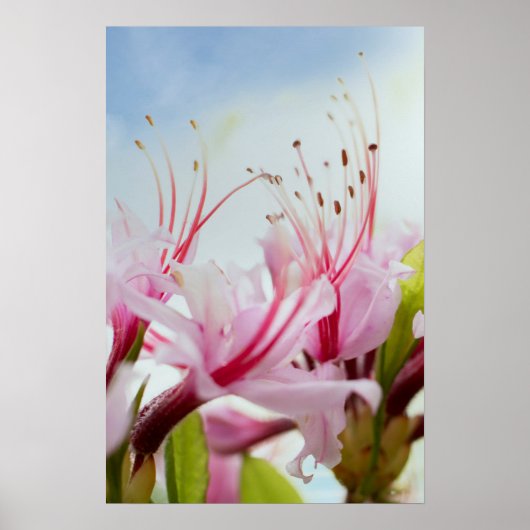 wilde azalea's poster (Voorkant)