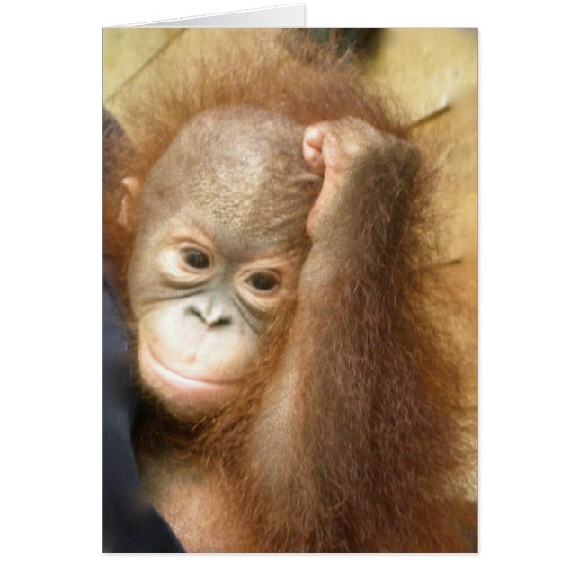 Wilde Baby Orangutan (versie 2) (Voorkant)