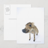 Wilde beer briefkaart (Voorkant / Achterkant)