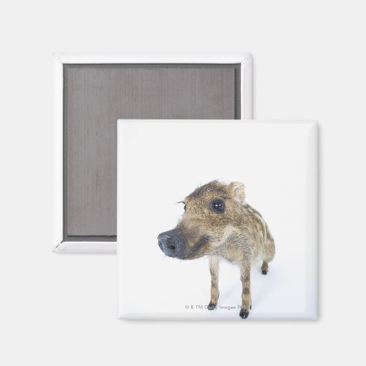 Wilde beer magneet (Voorkant / Achterkant)