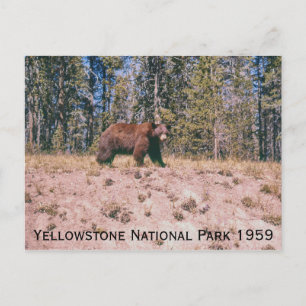 Wilde Beer Retro Yellowstone Park 1959 Briefkaart
