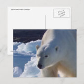 Wilde beer van Malletvlees Briefkaart (Voorkant / Achterkant)