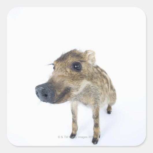 Wilde beer vierkante sticker (Voorkant)