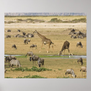 Wilde beesten, Zebras en Giraffes verzamelen zich Poster