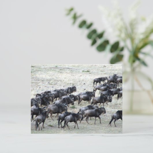 wilde beestkudde briefkaart (Staand voorkant)