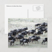 wilde beestkudde briefkaart (Voorkant / Achterkant)