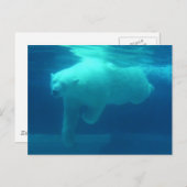 Wilde Beren Briefkaart (Voorkant / Achterkant)