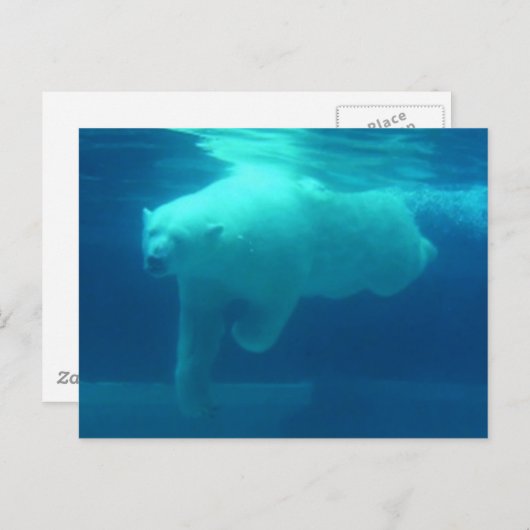 Wilde Beren Briefkaart (Voorkant / Achterkant)