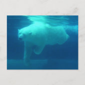 Wilde Beren Briefkaart (Voorkant)