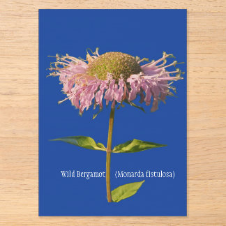 Wilde bergamot (Monarda fistulosa) Acryl Uitnodigingen