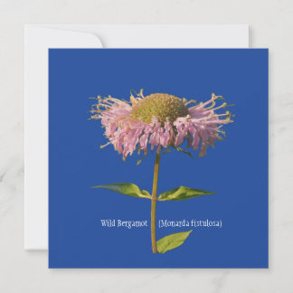 Wilde bergamot (Monarda fistulosa) Kaart