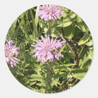 Wilde Bergamot Stickers