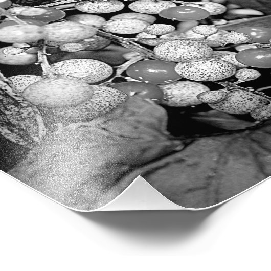 Wilde bessen in zwart-wit Natuur 8x10 Foto Afdruk (Hoek)