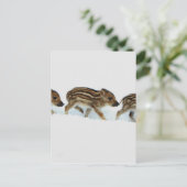 wilde biggen in de sneeuw , Duitsland Briefkaart (Staand voorkant)