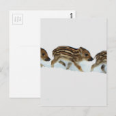 wilde biggen in de sneeuw , Duitsland Briefkaart (Voorkant / Achterkant)