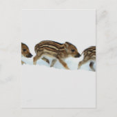 wilde biggen in de sneeuw , Duitsland Briefkaart (Voorkant)