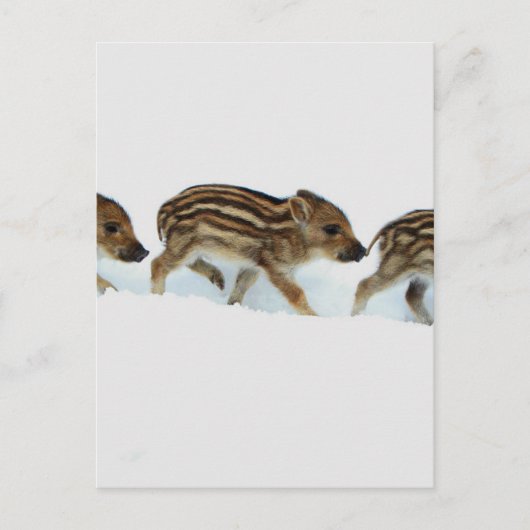 wilde biggen in de sneeuw , Duitsland Briefkaart (Voorkant)