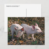 Wilde Biggetjes Ansichtkaart Briefkaart (Voorkant / Achterkant)