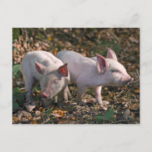 Wilde Biggetjes Ansichtkaart Briefkaart