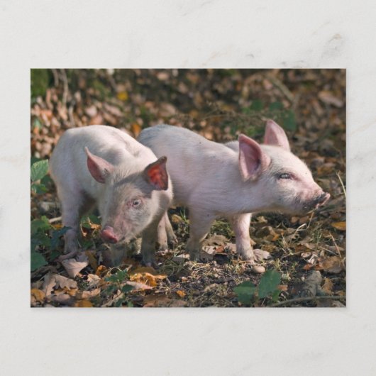 Wilde Biggetjes Ansichtkaart Briefkaart (Voorkant)