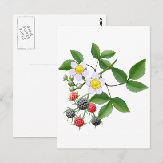 Wilde Blackberries Briefkaart (Voorkant / Achterkant)