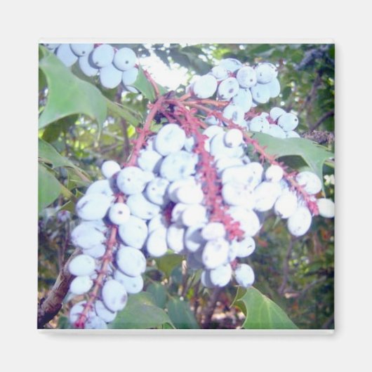 Wilde Blauwe Bosbessen Magneet (Voorkant)