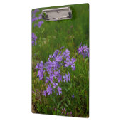 Wilde Blauwe Phlox Klembord (Links)