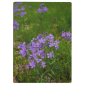 Wilde Blauwe Phlox Klembord (Achterkant)