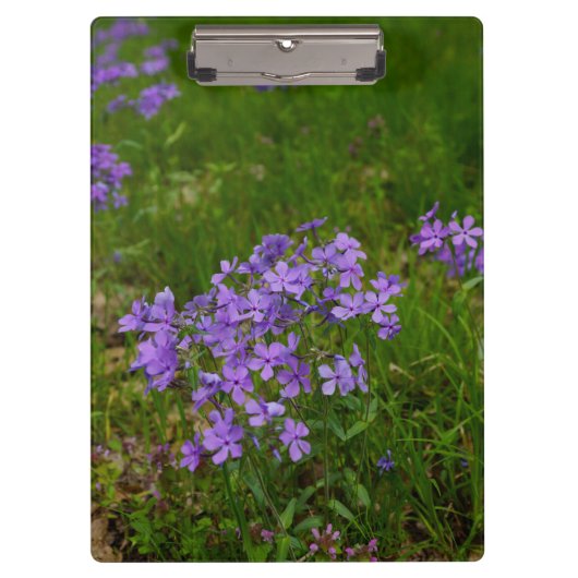 Wilde Blauwe Phlox Klembord (Voorkant)