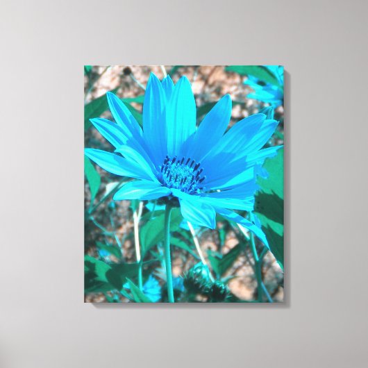 Wilde Blauwe Zonnebloem Afdruk Canvas (Voorkant)