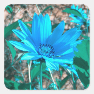 Wilde Blauwe Zonnebloem Stickers